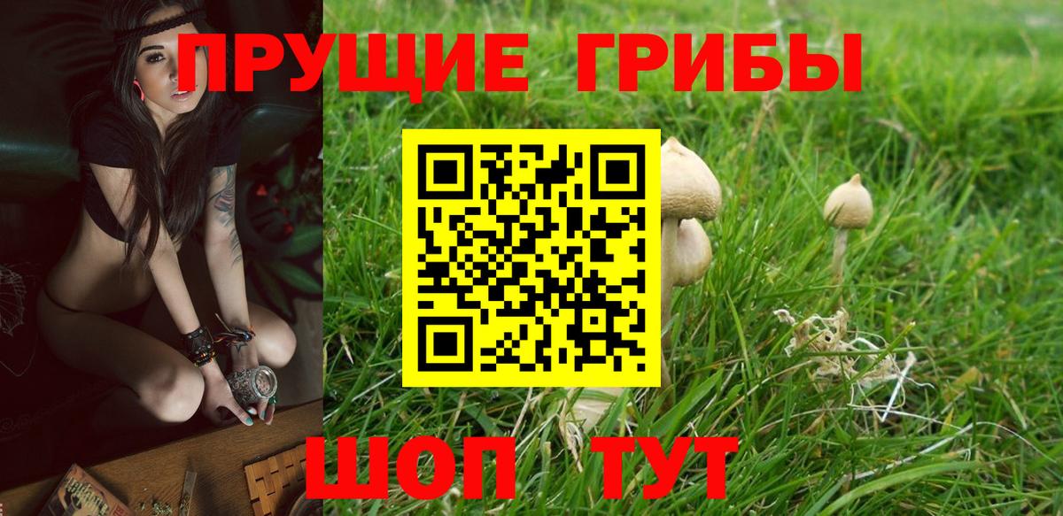 Кизилюрт  Галлюциногенные грибы Psilocybine cubensis  Вход с VPN 